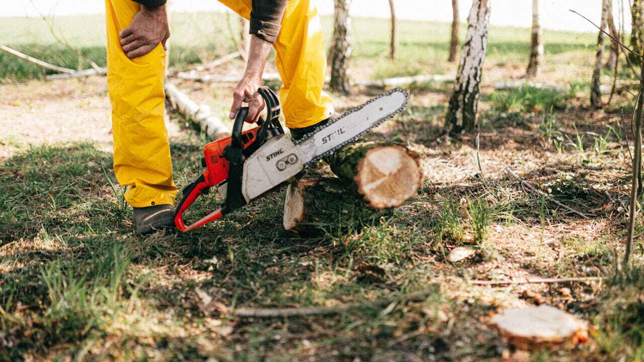 Best Palm Tree Trimming  in Poinciana, FL